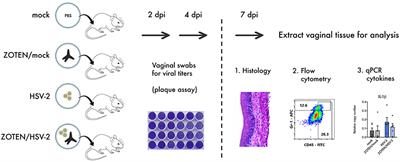 An Intra-Vaginal Zinc Oxide Tetrapod Nanoparticles (ZOTEN) and Genital Herpesvirus Cocktail Can Provide a Novel Platform for Live Virus Vaccine